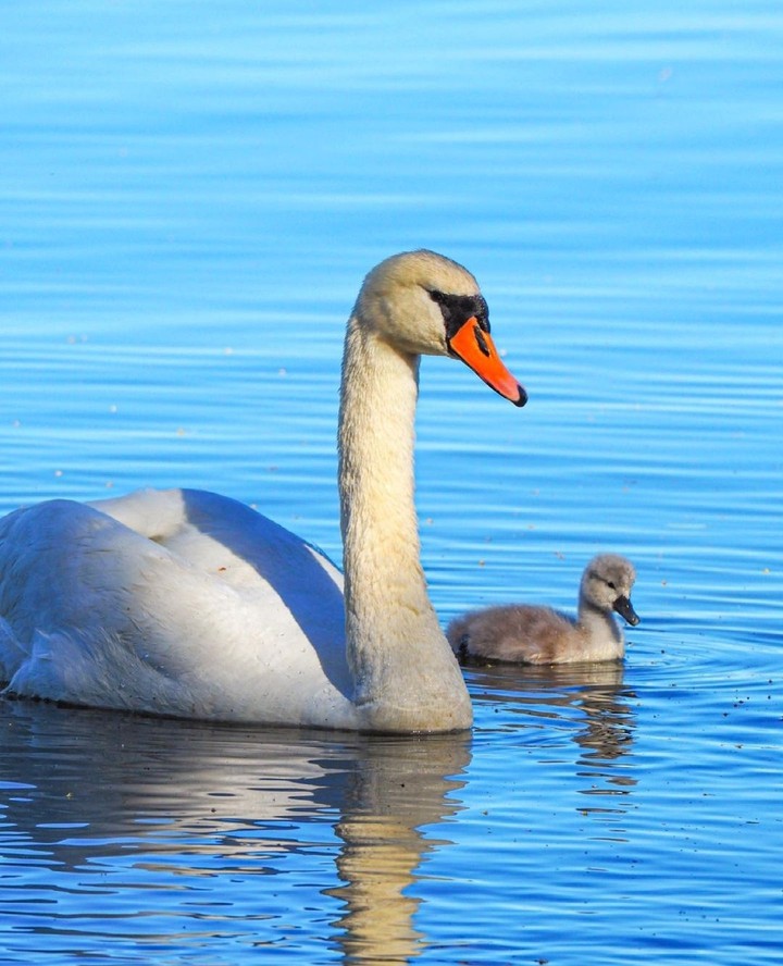 swans...