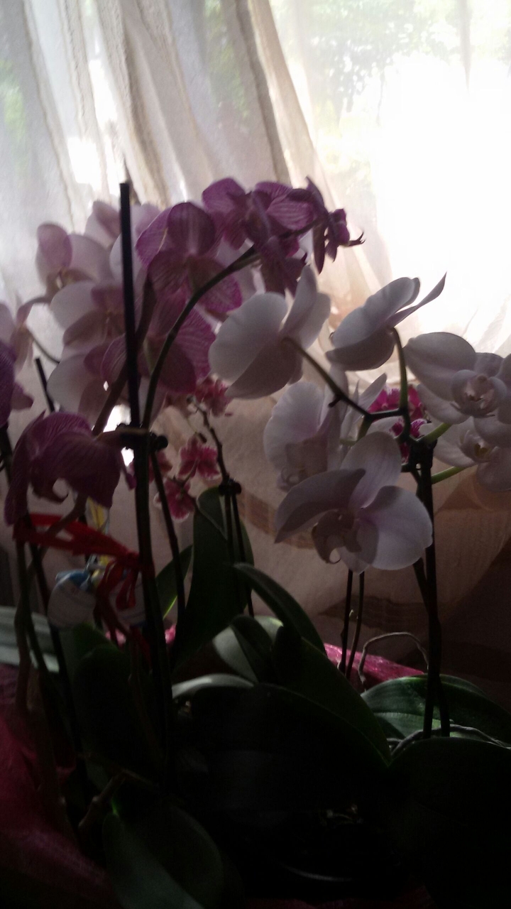 orchidee di casa mia