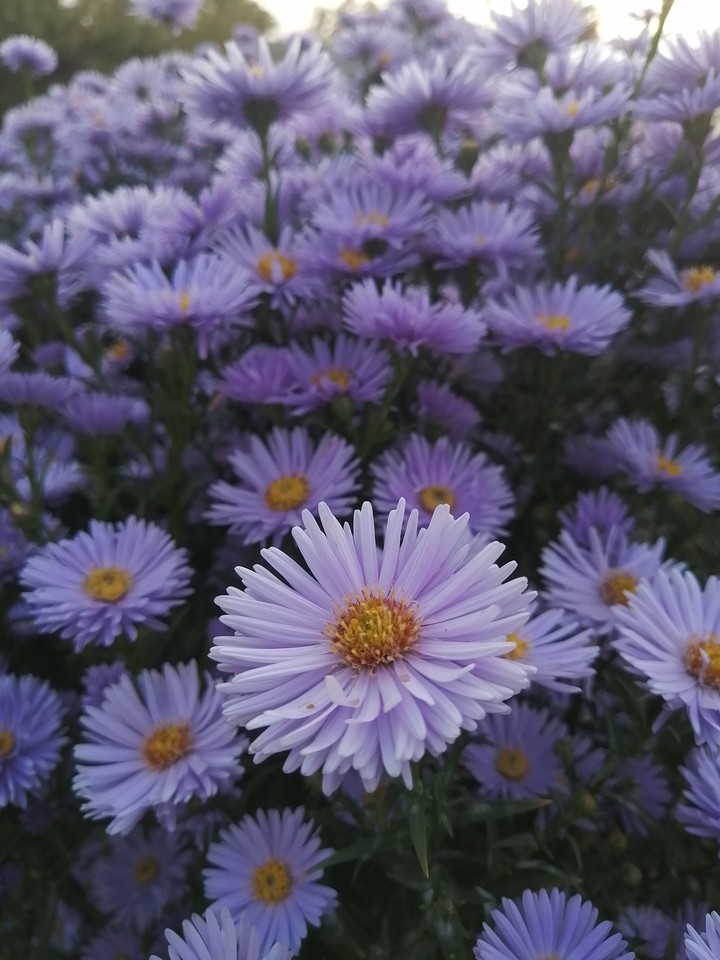 violet