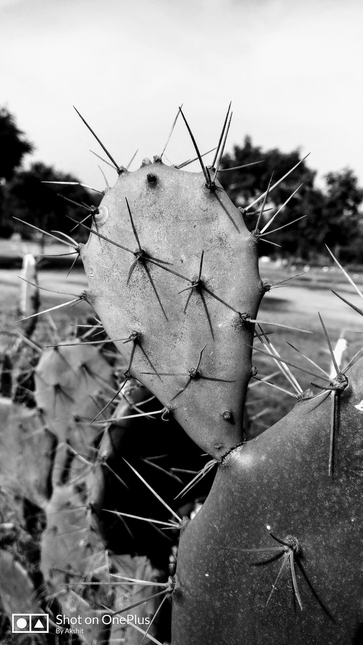 Plant Photography