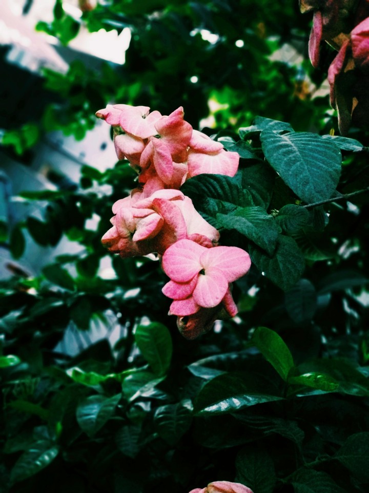phool