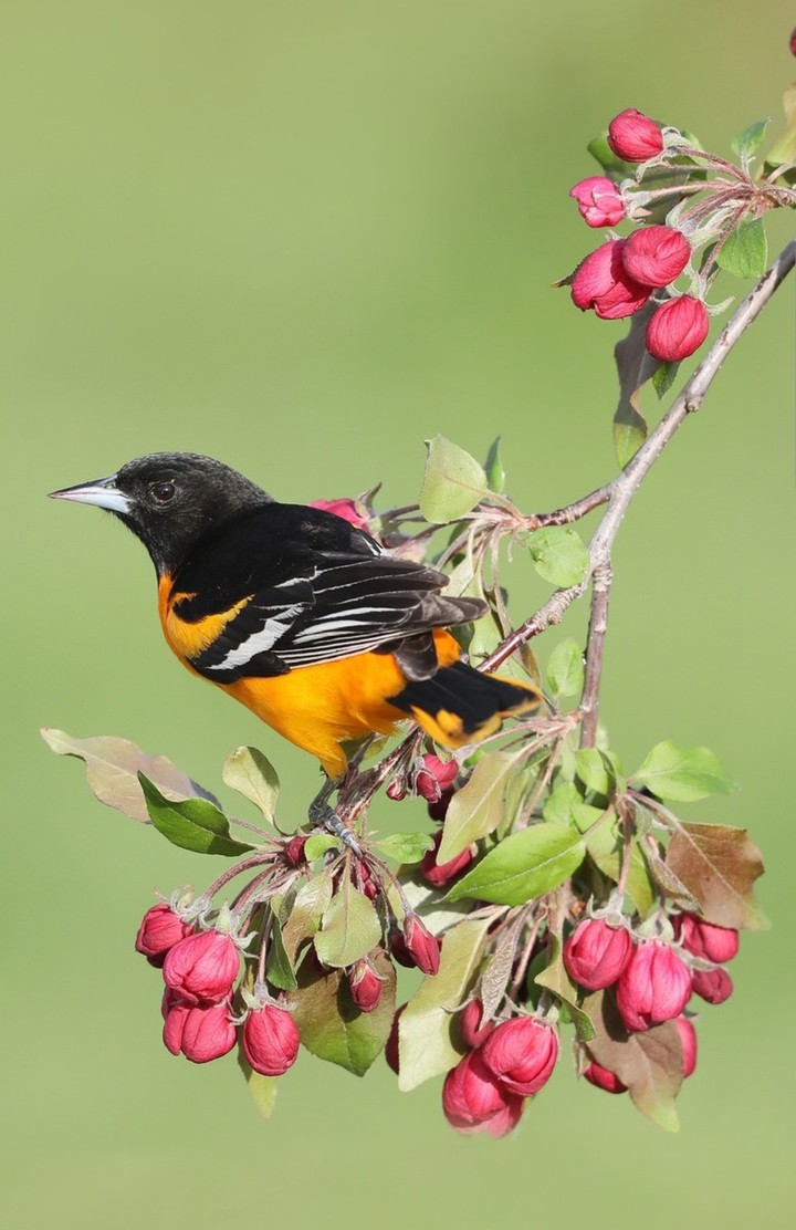 bird