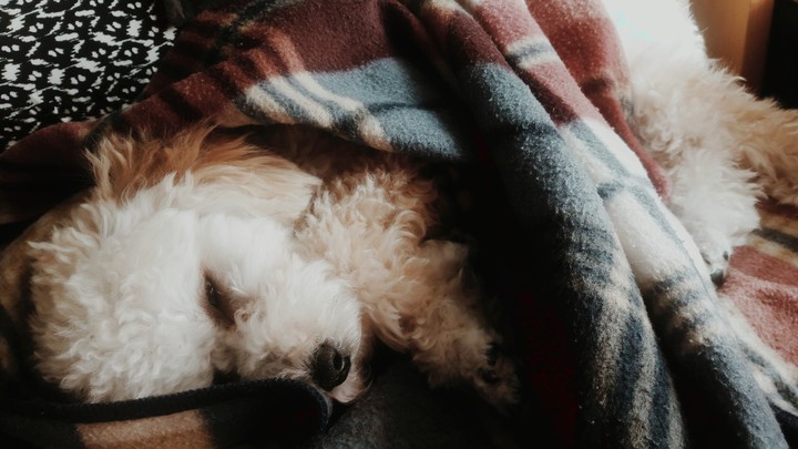 puppy