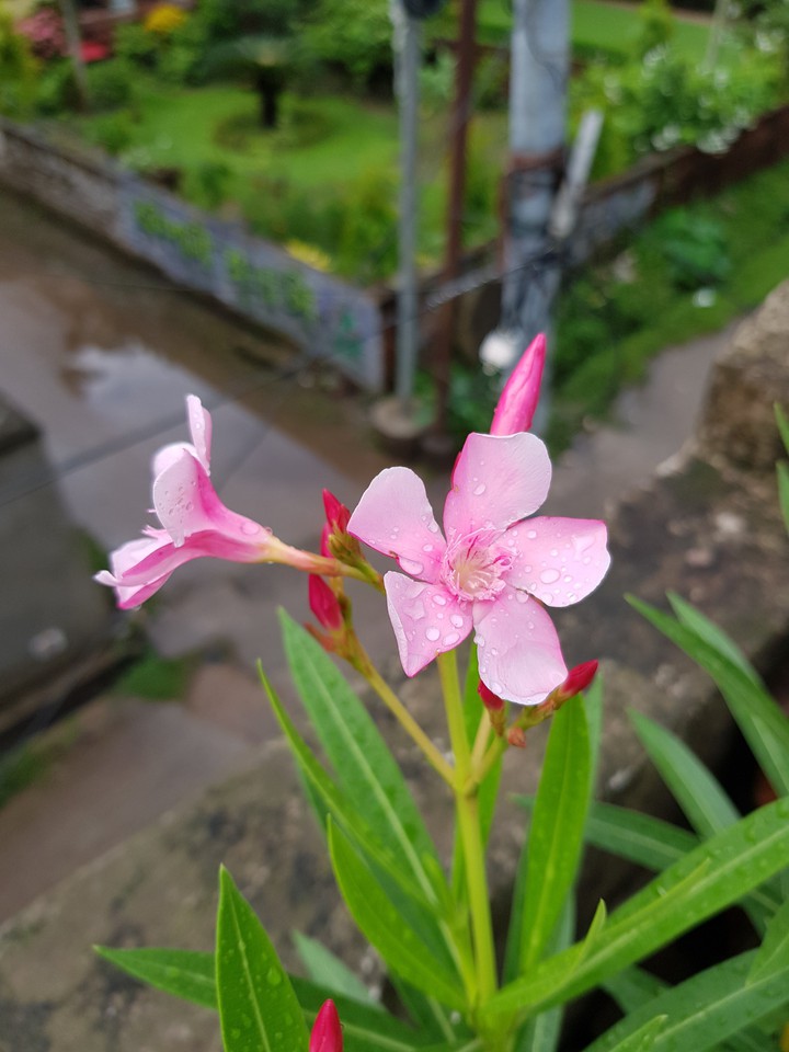 flower