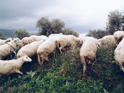sheep