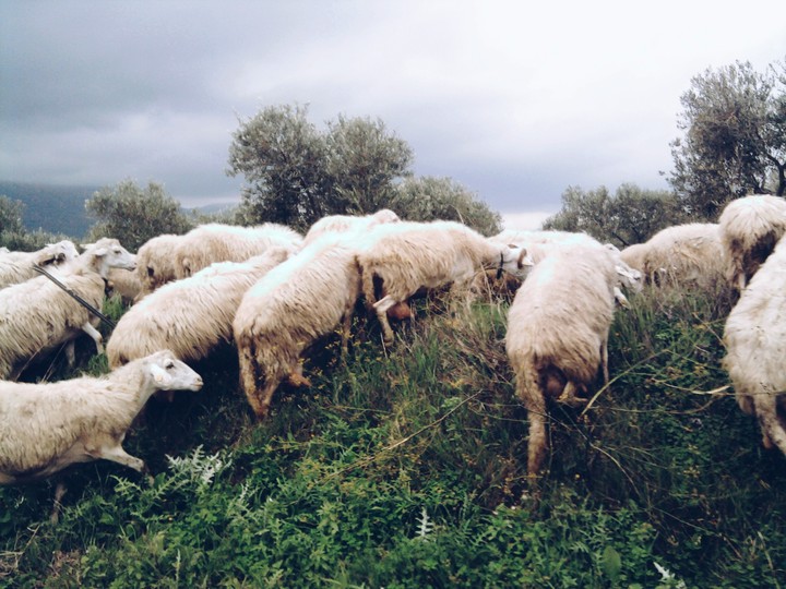 sheep