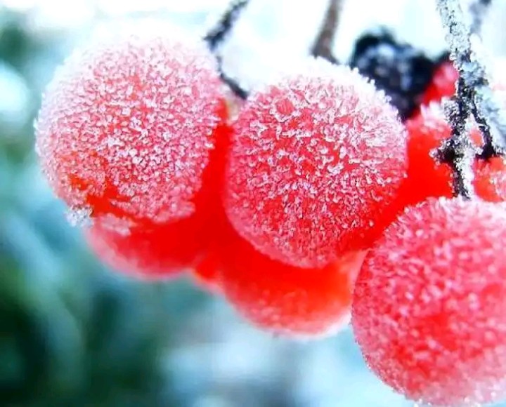 Frozen