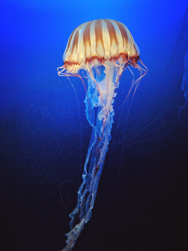 gracefully floating