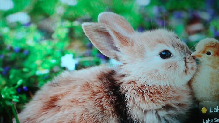 bunny and bird