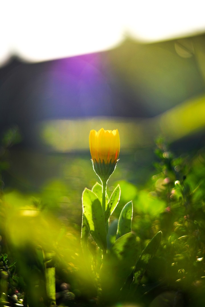 flower under sunlight photo Asim Ali