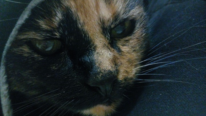 My cat