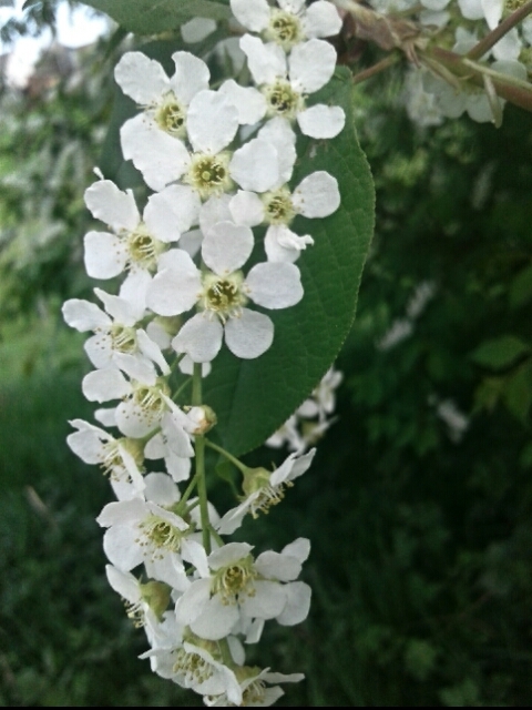 spring
