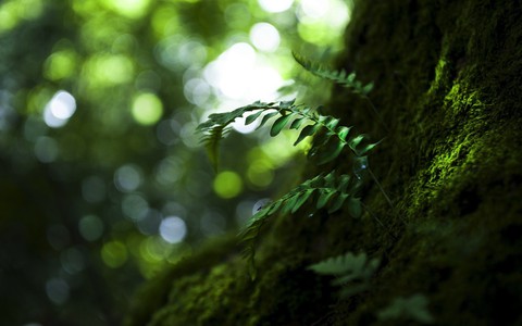 nature