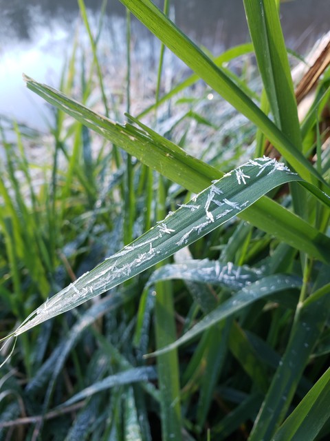 first frost