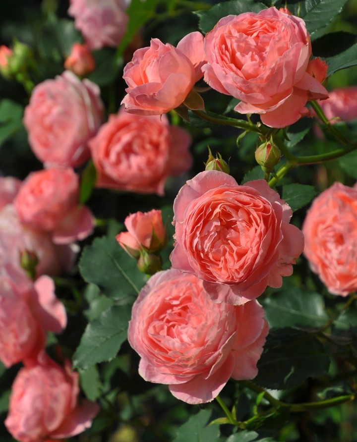Roses