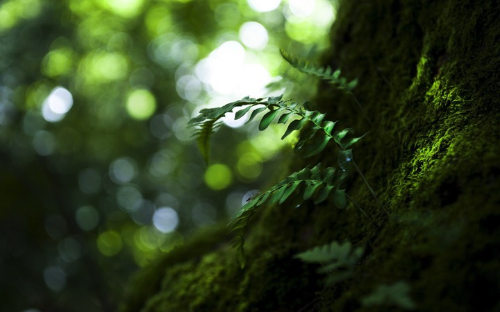 nature