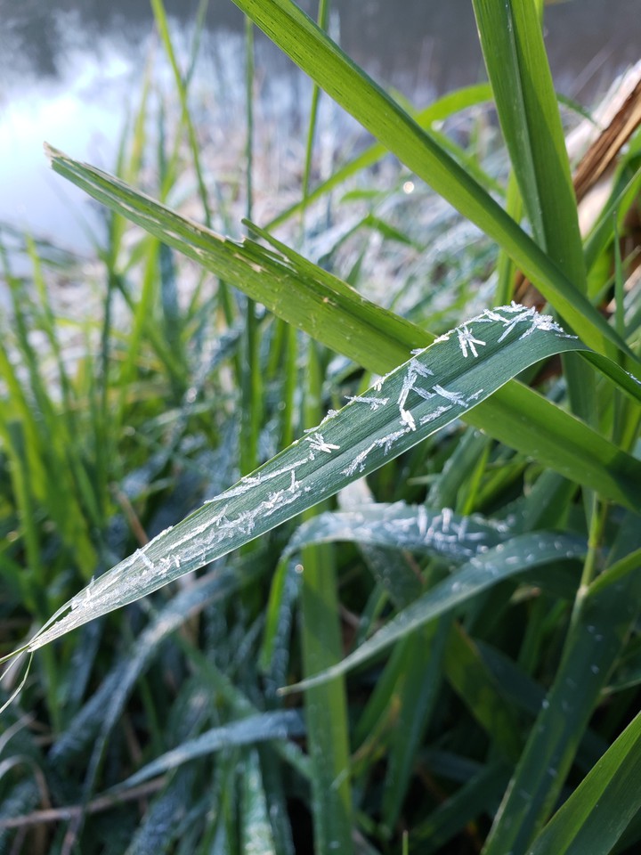first frost