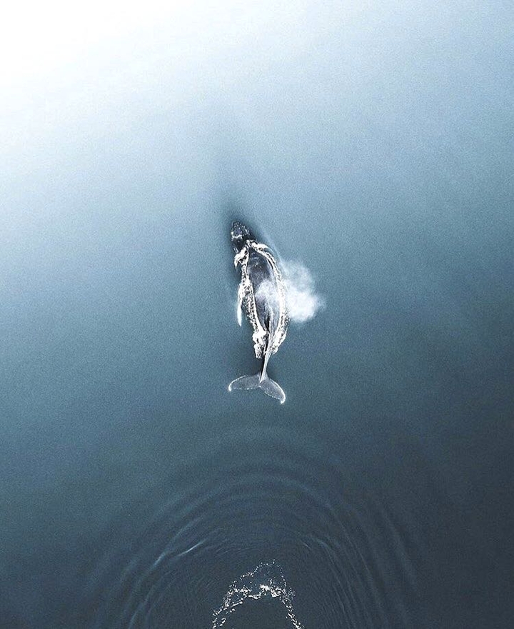 whale