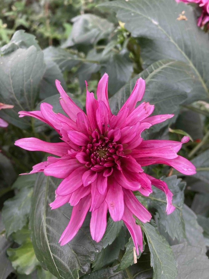 dalia