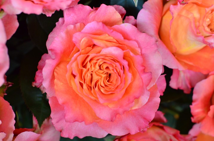 rosa