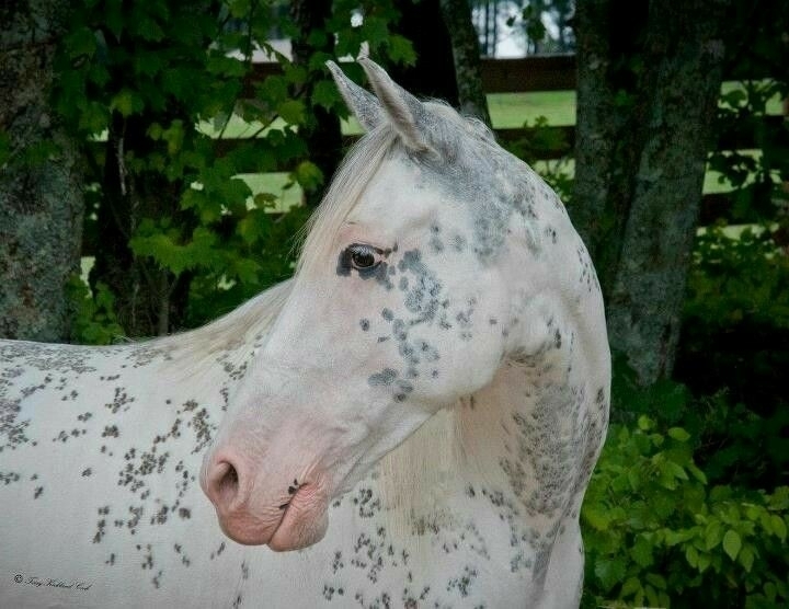 All the Pretty Horses