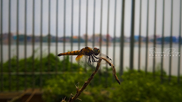 Dragonfly poses
