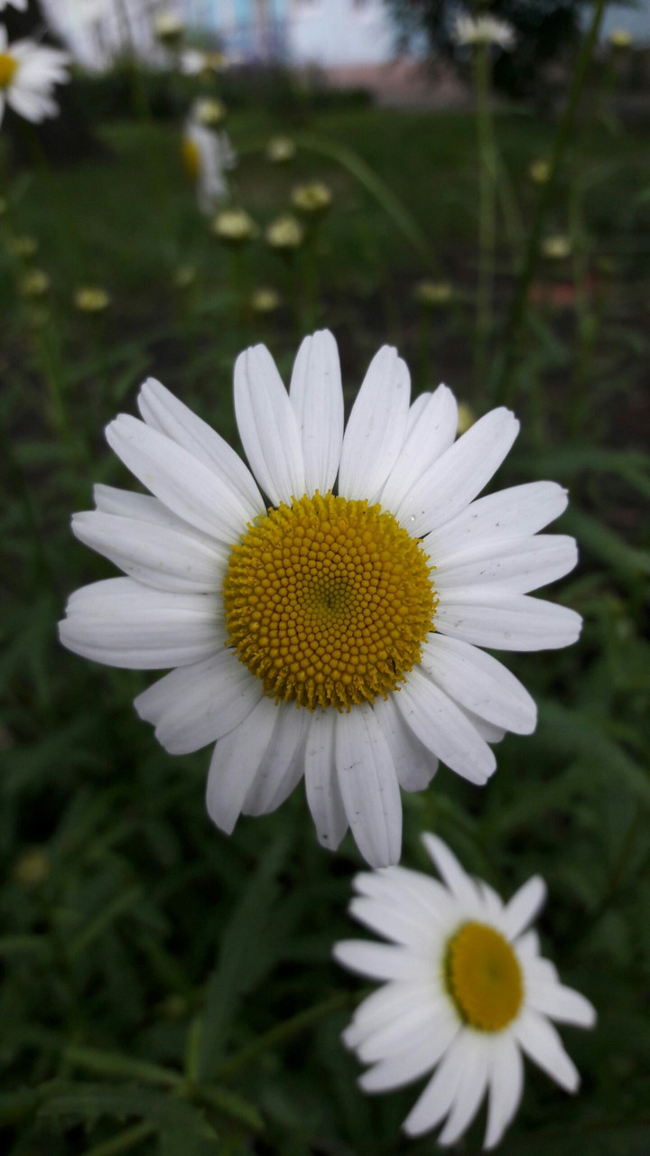 Chamomile