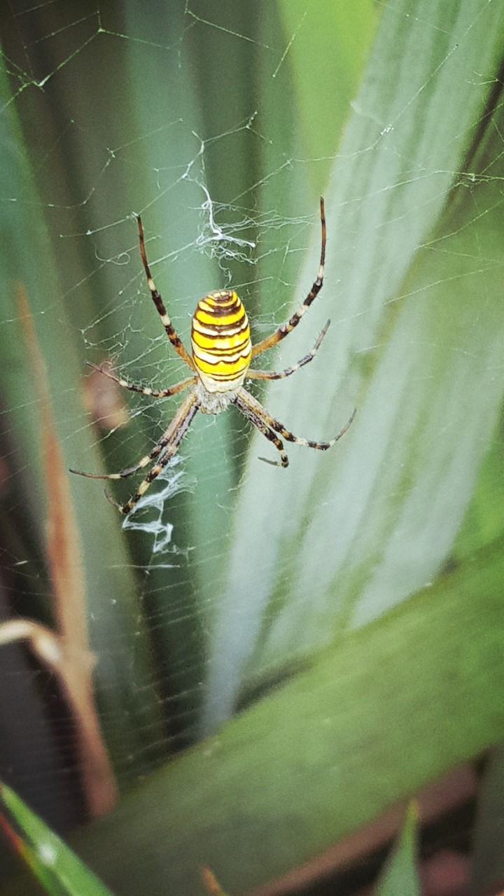 Spider