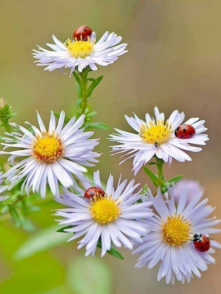 Paz beleza