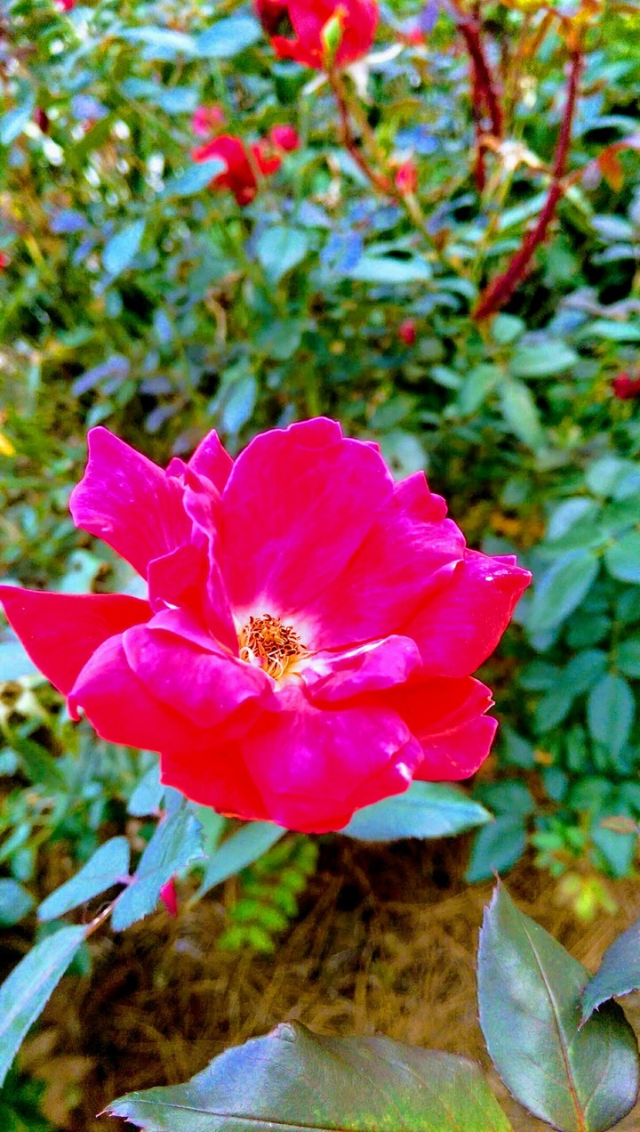 Pink Flower
