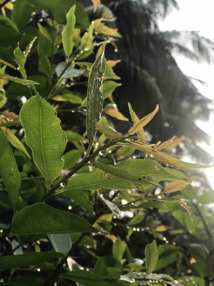 leaves