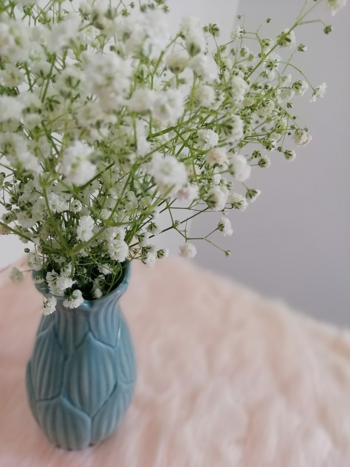 gypsophila