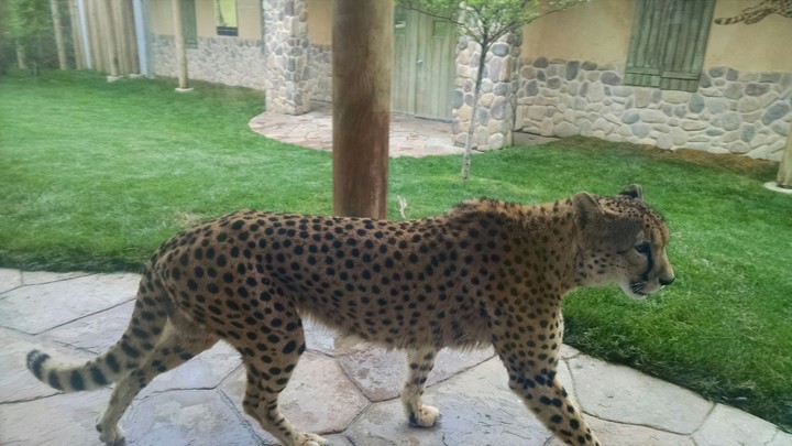 Cheetah