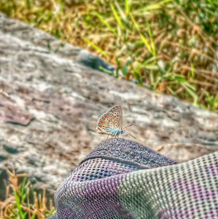 butterfly