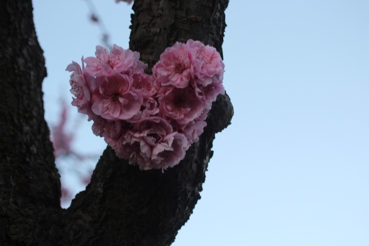 spring