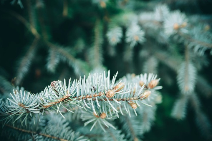spruce