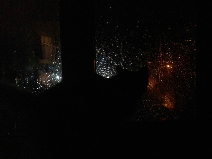 Кот и ночь