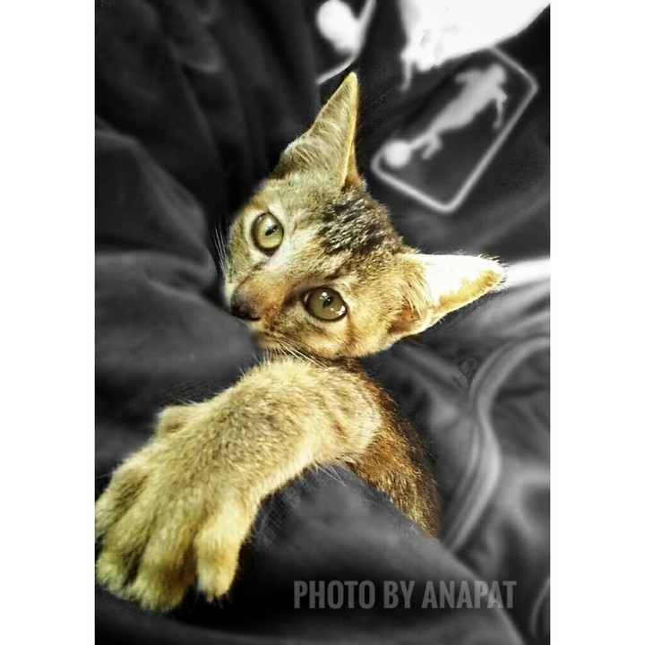 cat