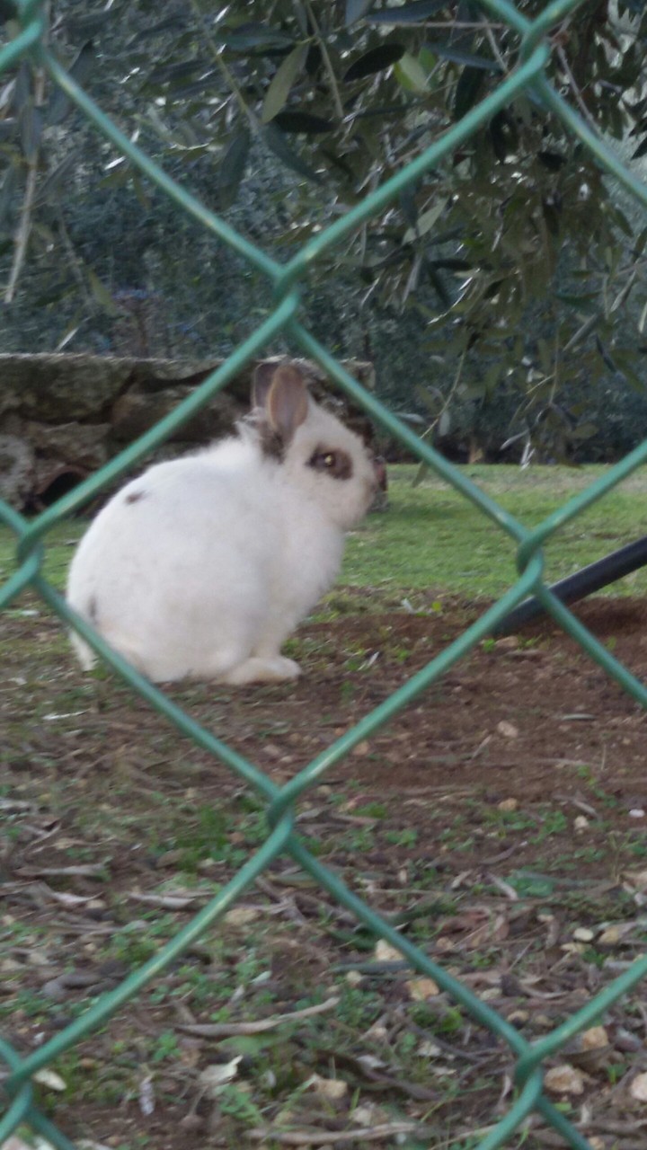 coniglietto