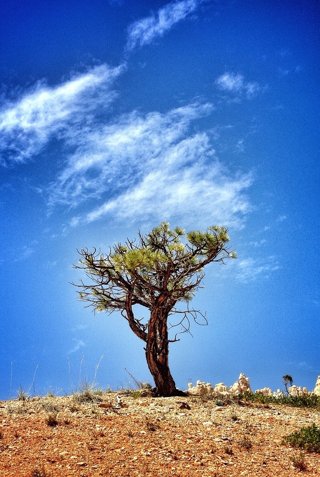 tree image