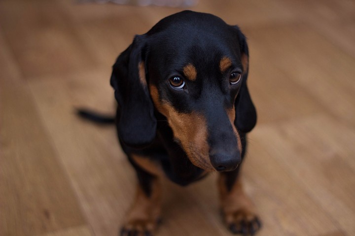 dog