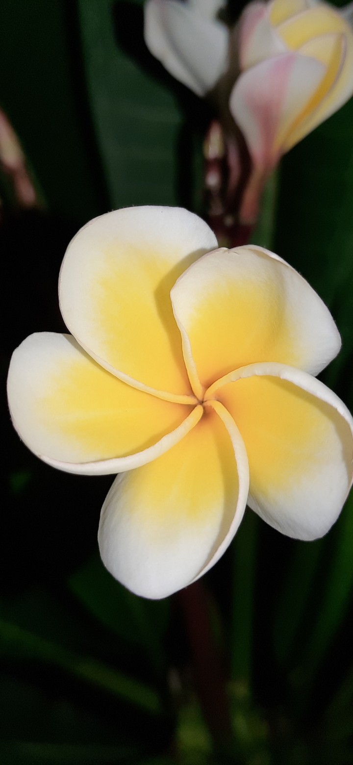 champa pulmeria frangipani
