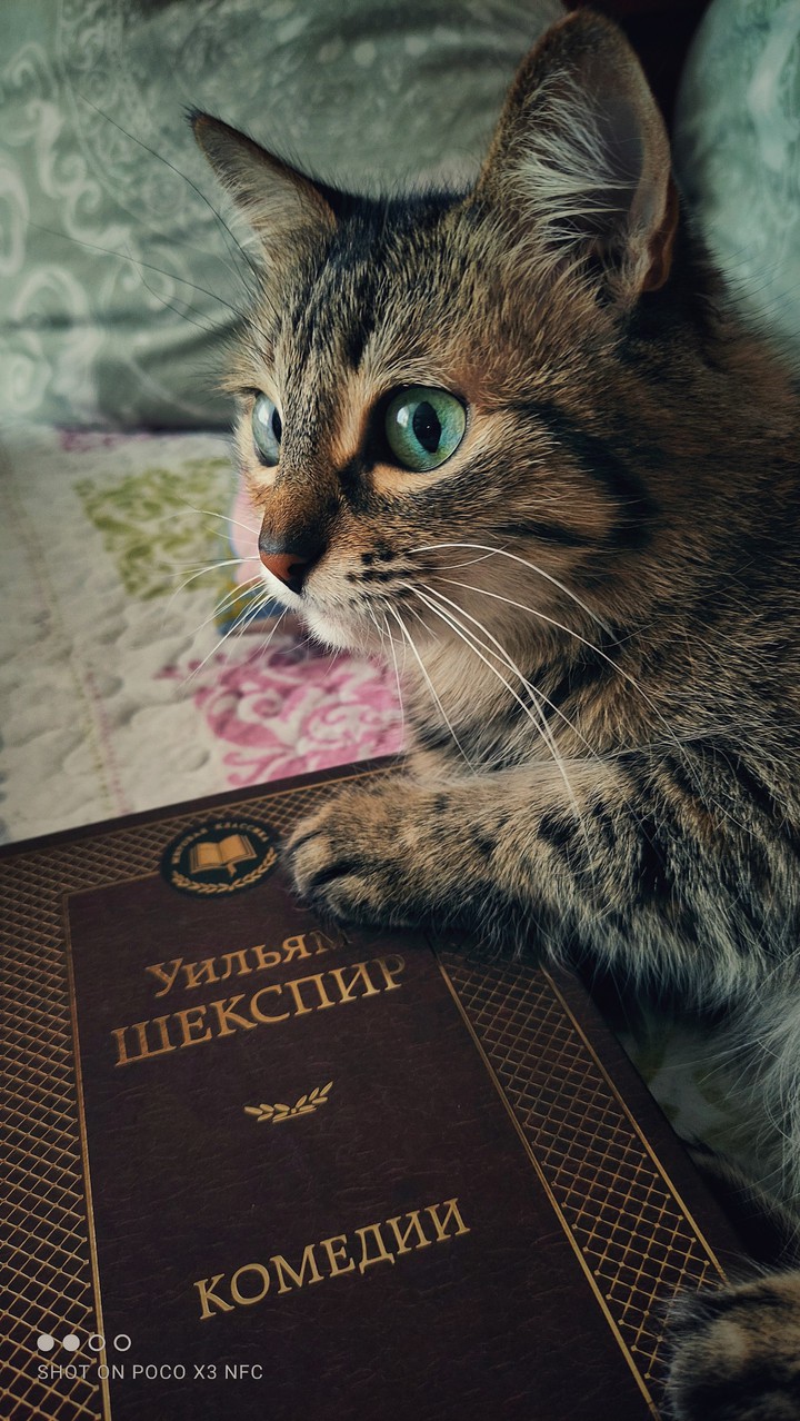 шекспир