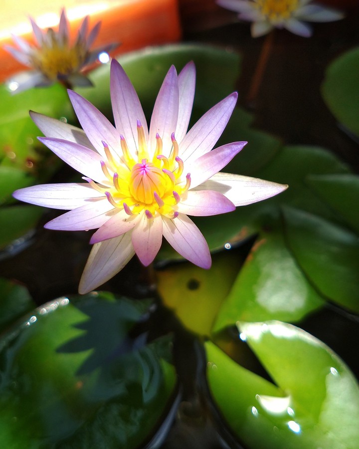Lotus