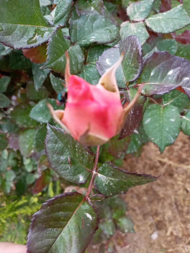 good flower