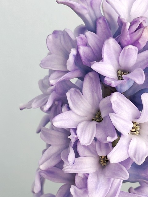 sfondi wildflower, purple