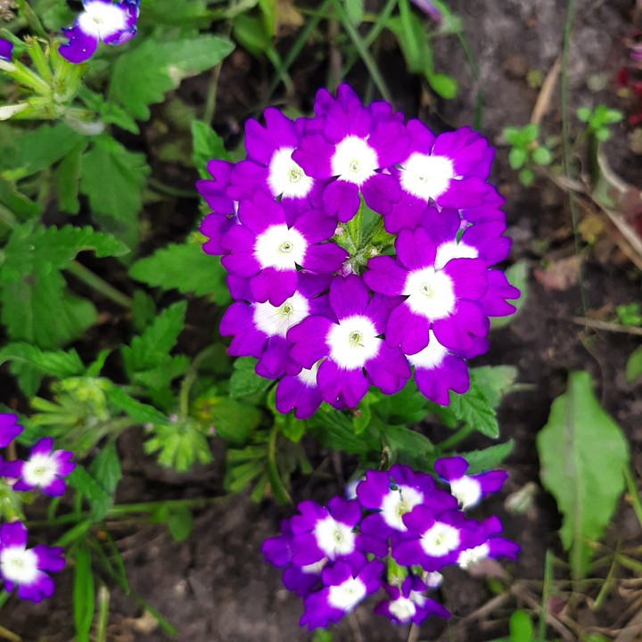 Verbena