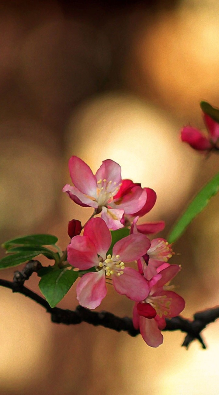 new born flowers