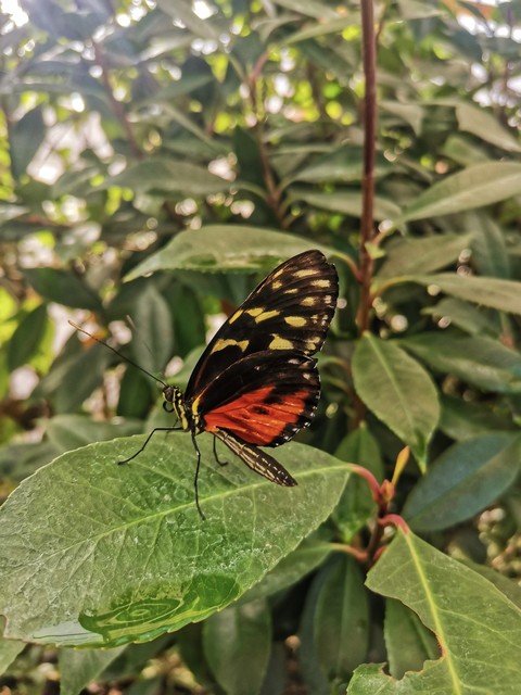 butterfly, plant壁紙