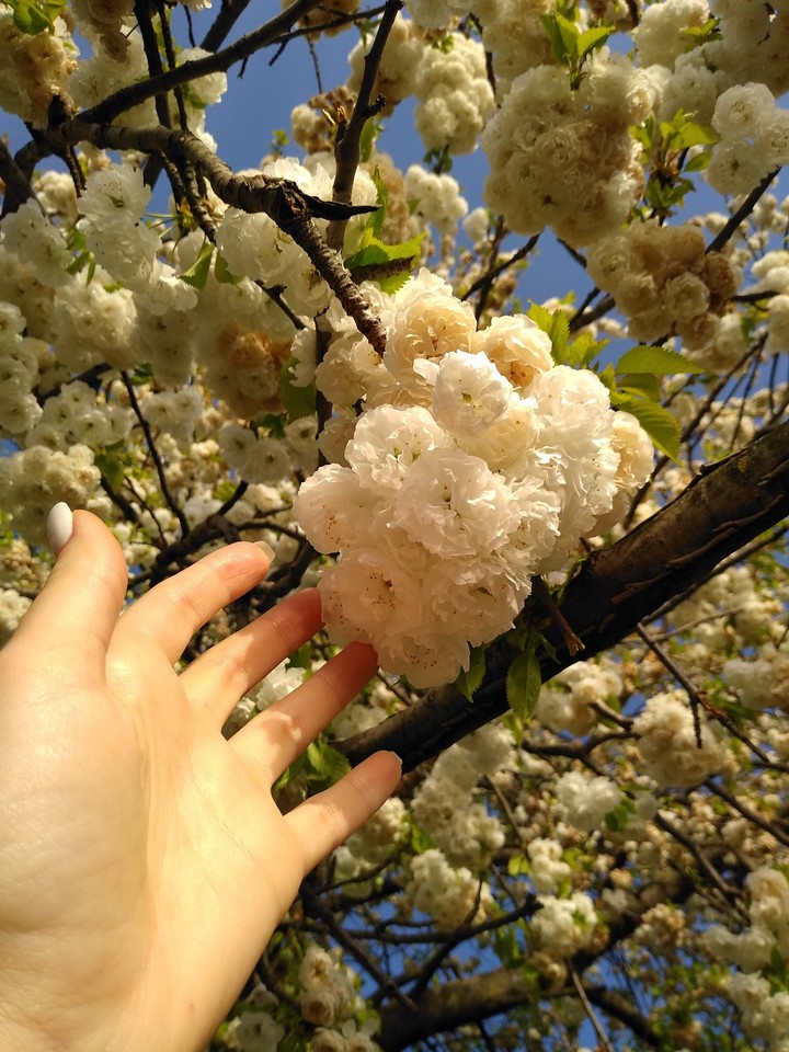 Nature